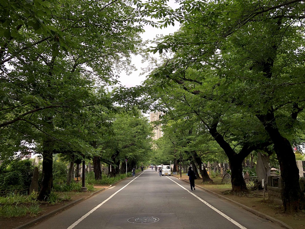 谷中霊園の桜並木