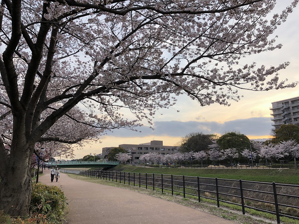 日産スタジアム近くの桜並木