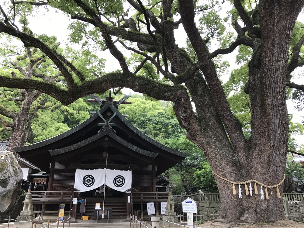艮神社の大クスノキ2