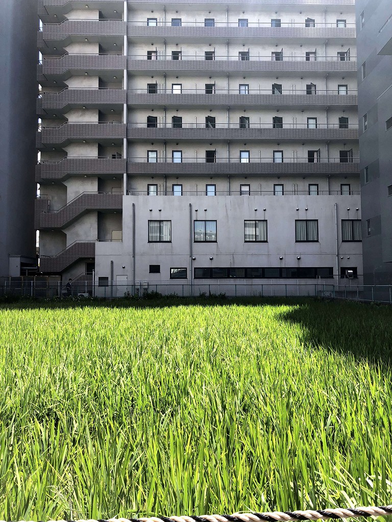 江坂駅近くの田圃