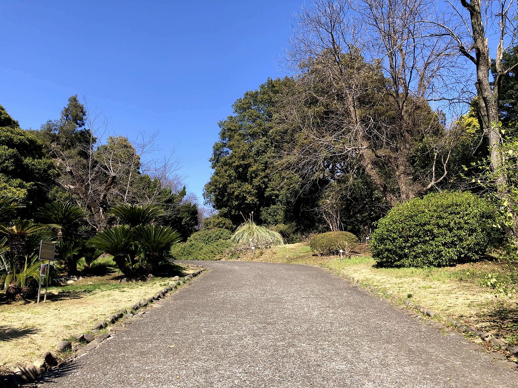 晴天の小石川植物園