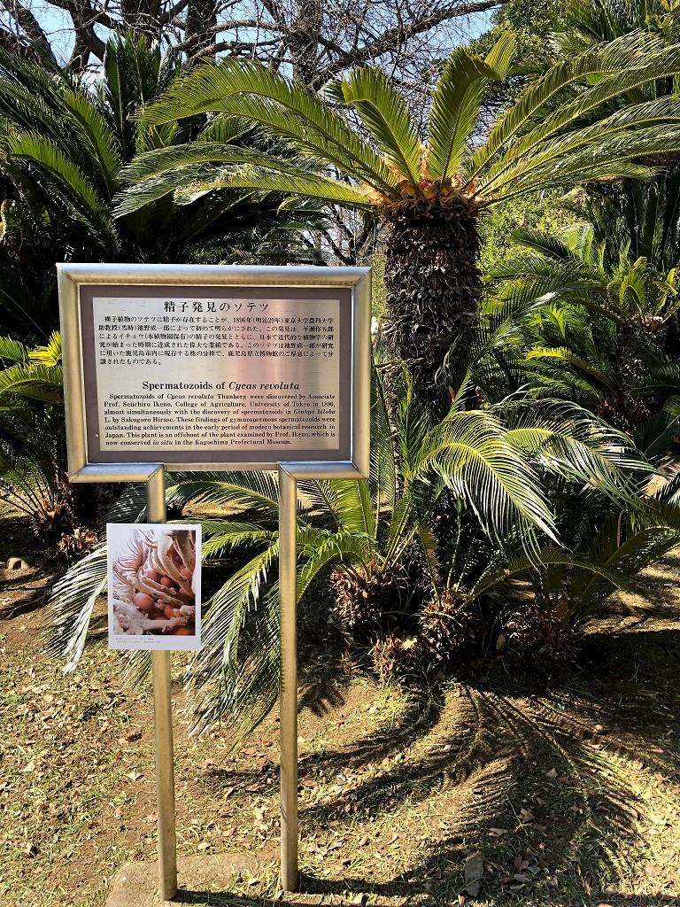 小石川植物園の「精子発見のソテツ」