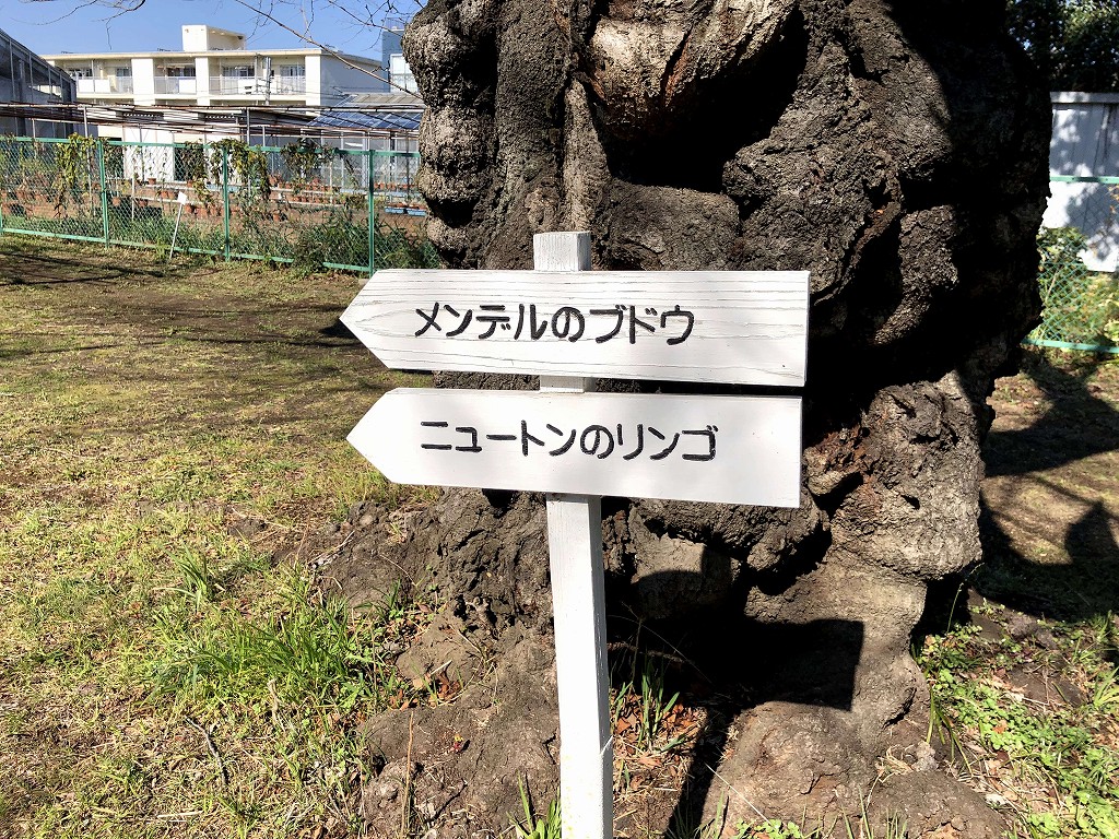 小石川植物園の「メンデルのブドウ」と「ニュートンのリンゴ」の案内
