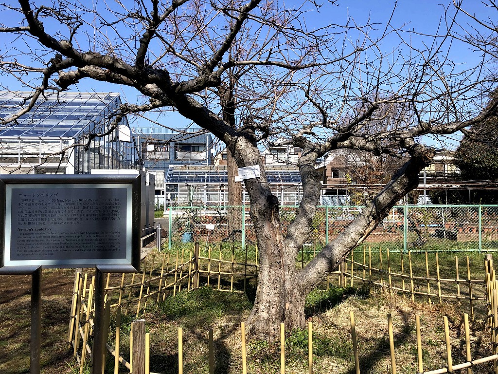 小石川植物園の「ニュートンのリンゴ」