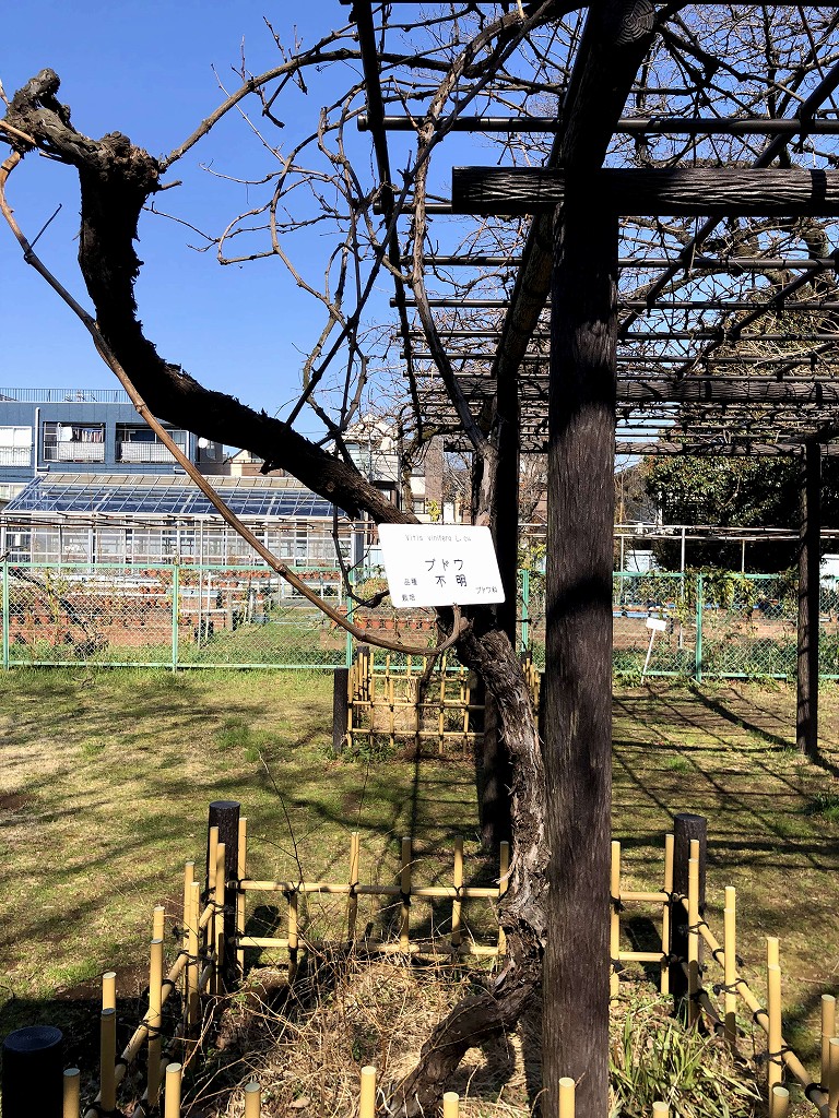 小石川植物園の「メンドルのブドウ」