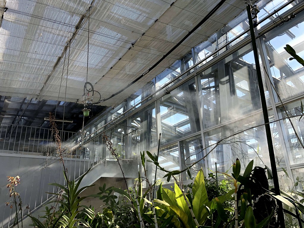 小石川植物園の温室1