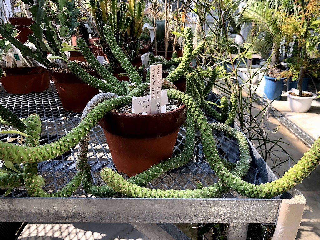 小石川植物園のモナデニウム シューベイ