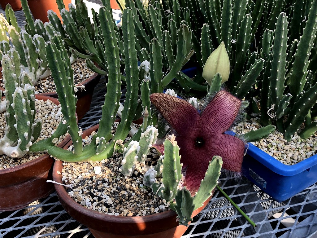 小石川植物園の温室2