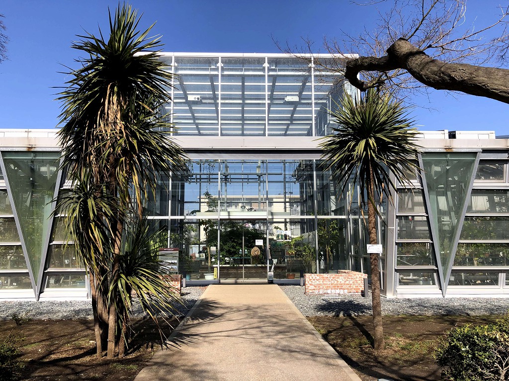 小石川植物園の温室