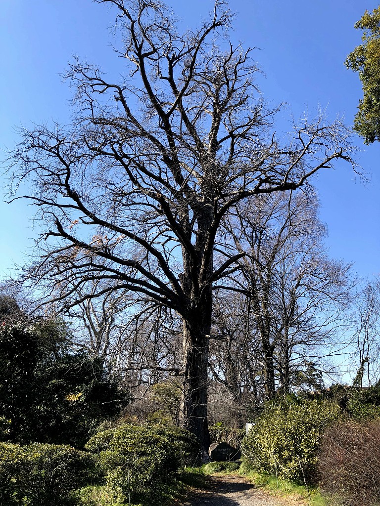 小石川植物園の「精子発見のイチョウ」1