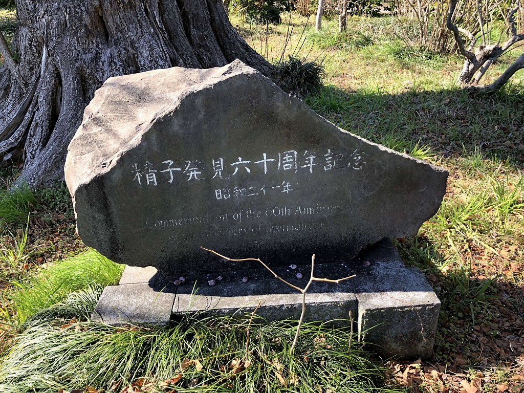 小石川植物園の「精子発見のイチョウ」2