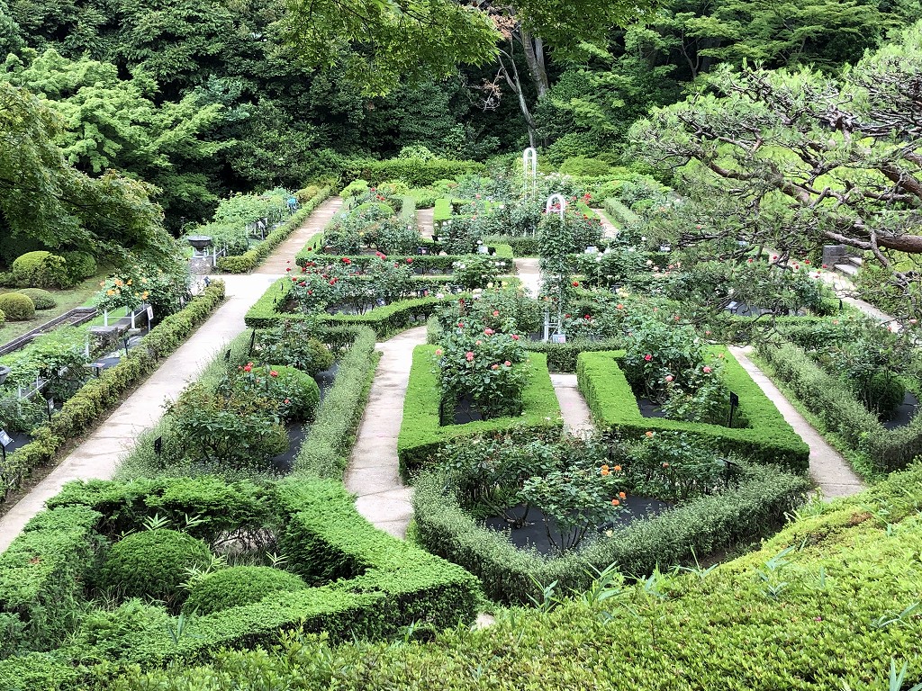 旧古河庭園の洋風庭園3