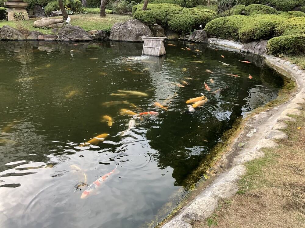 グランドプリンスホテル高輪の昼の庭園の池の鯉