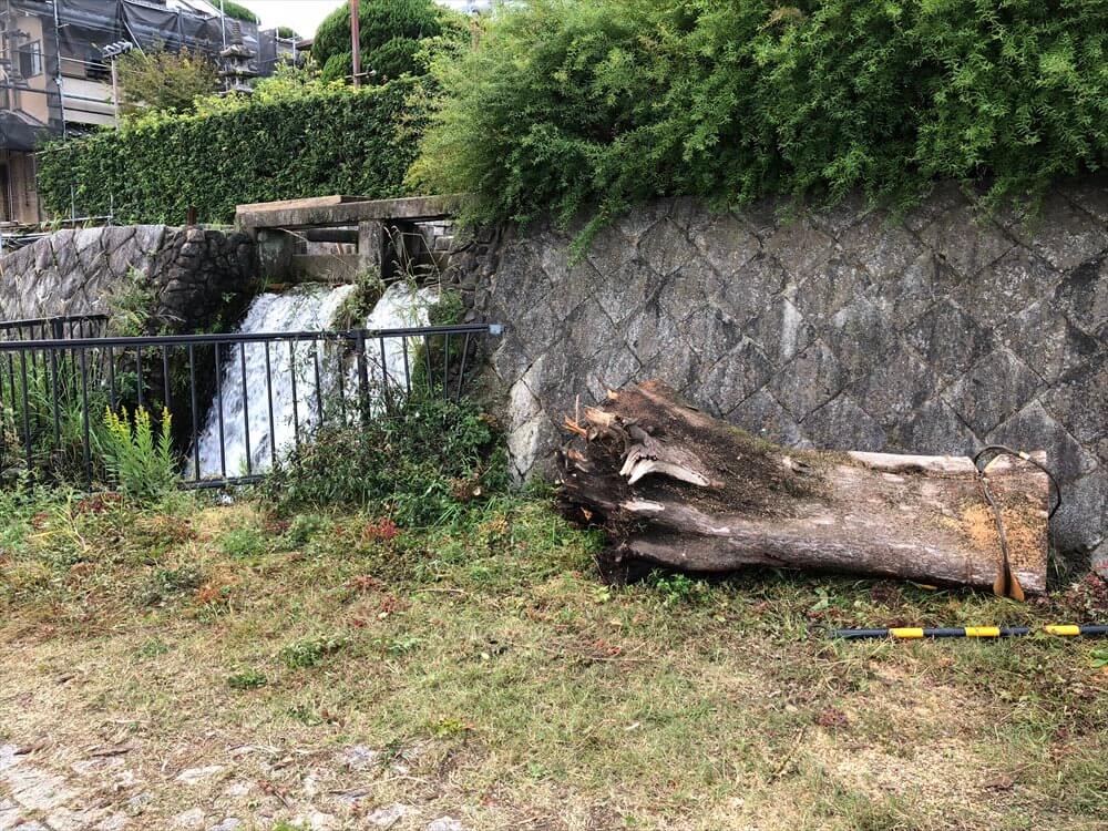 鴨川沿いの倒木