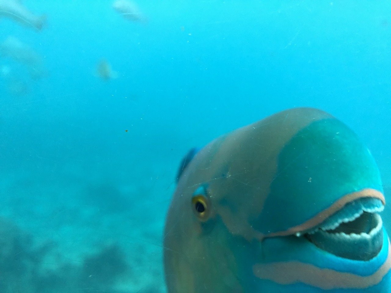 海中展望塔からお魚1
