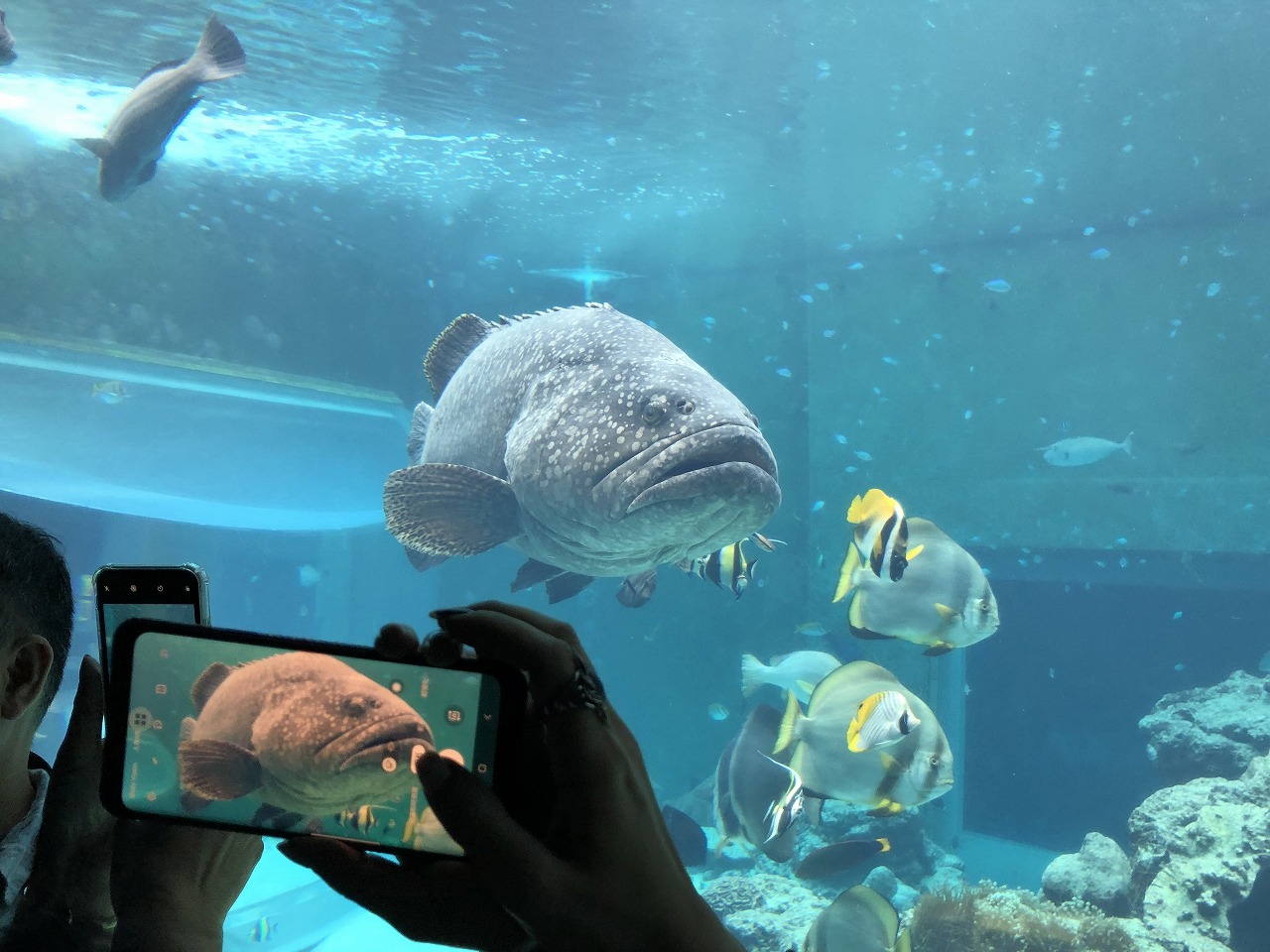 美ら海水族館の混雑を伝える写真