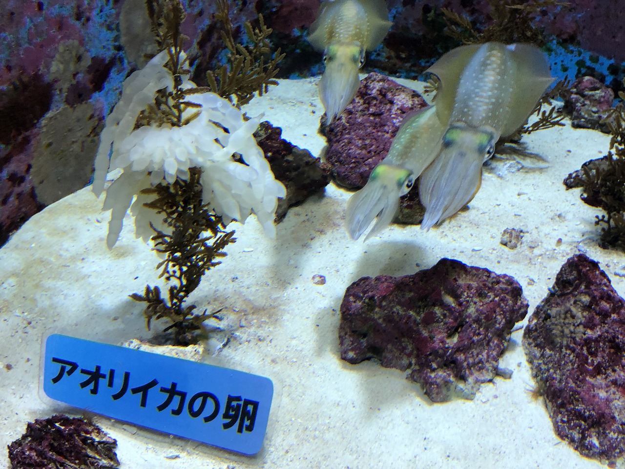 美ら海水族館のアオリイカ