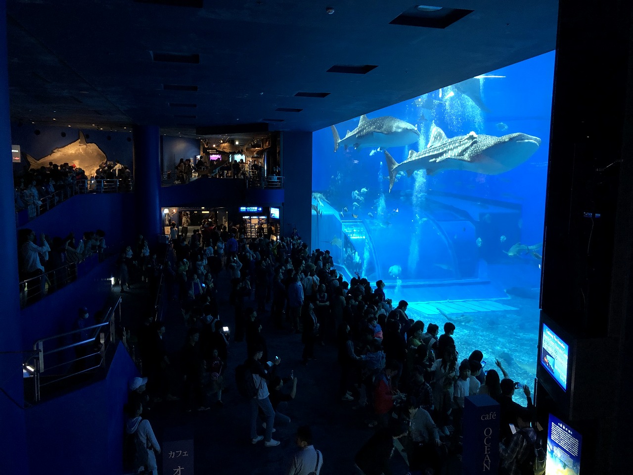 美ら海水族館の巨大水槽1