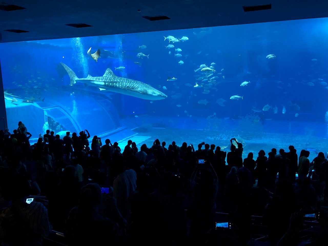 美ら海水族館の巨大水槽2