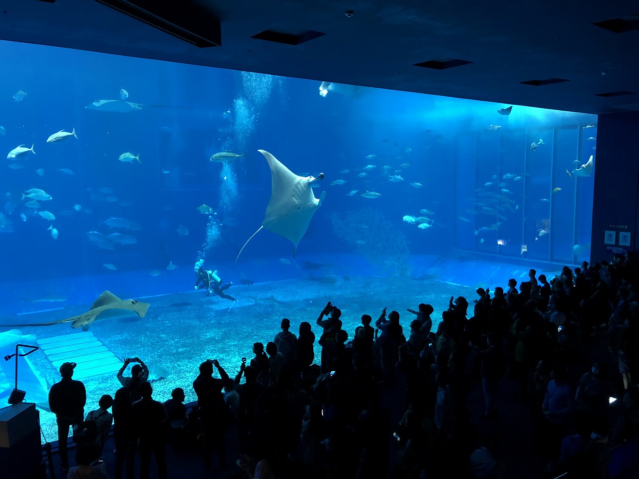 美ら海水族館の巨大水槽3