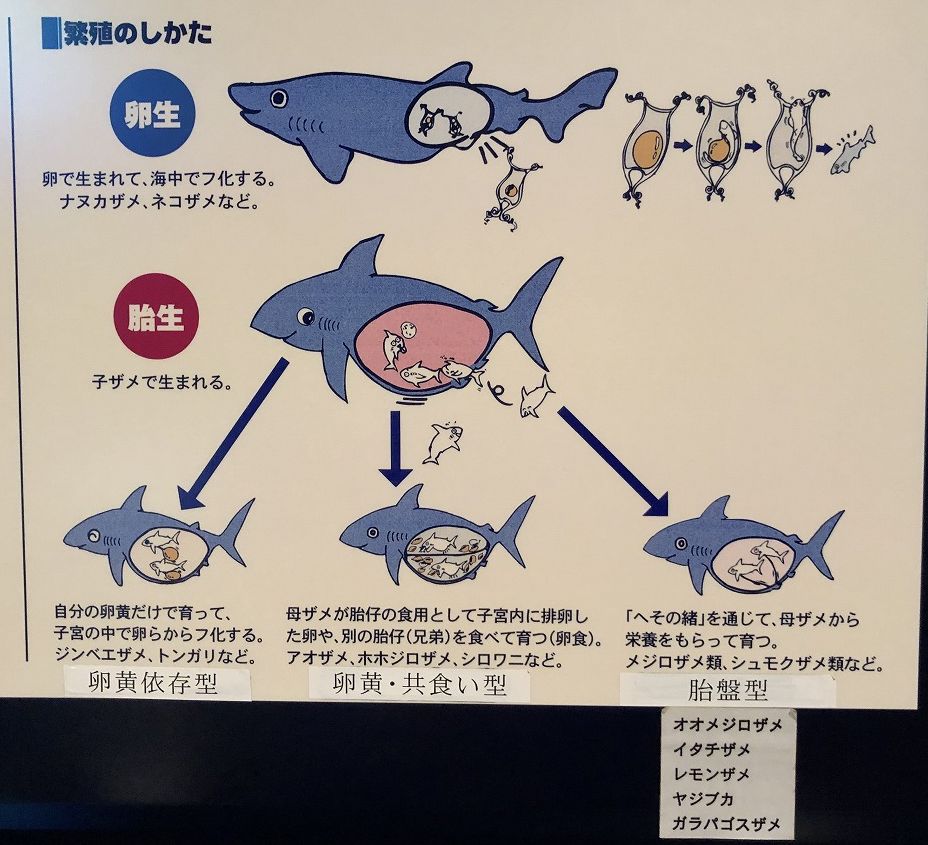 サメの繁殖の仕方