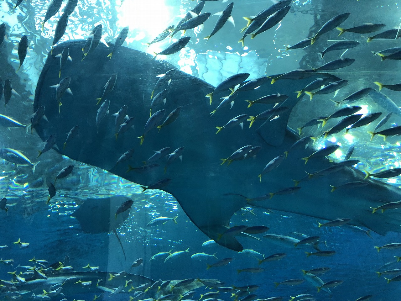 美ら海水族館のアクアルーム