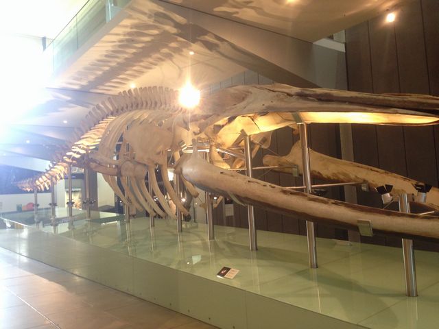 メルボルンの博物館の恐竜
