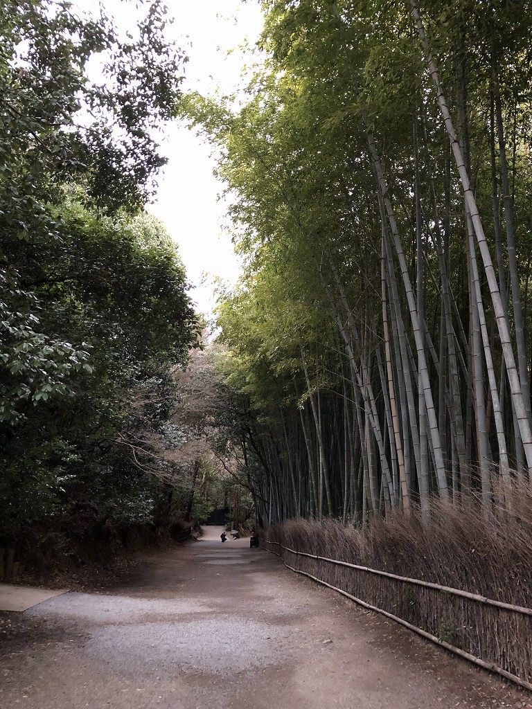 早朝の竹林の小径1