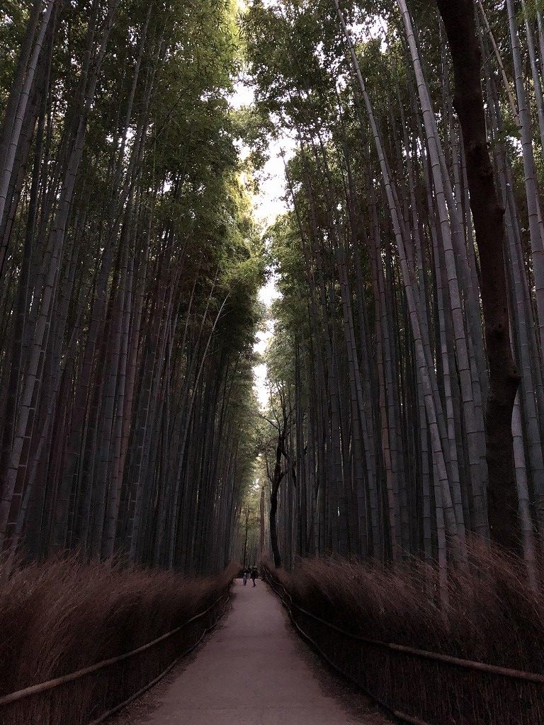 早朝の竹林の小径2