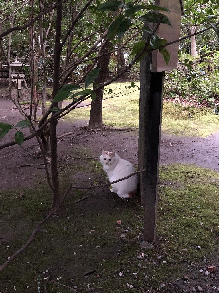 野宮神社の白猫