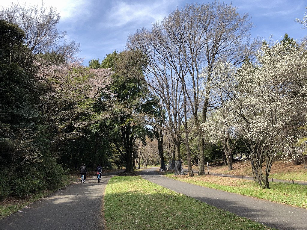 国営昭和記念公園でサイクリング1