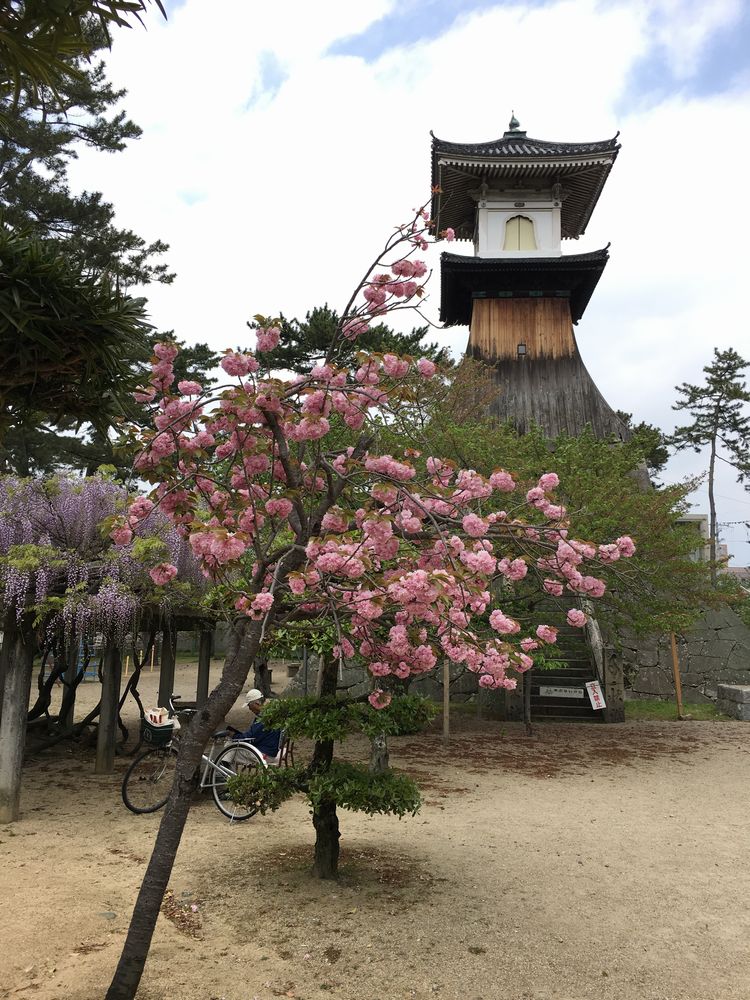 琴平町の高灯籠と八重桜・藤