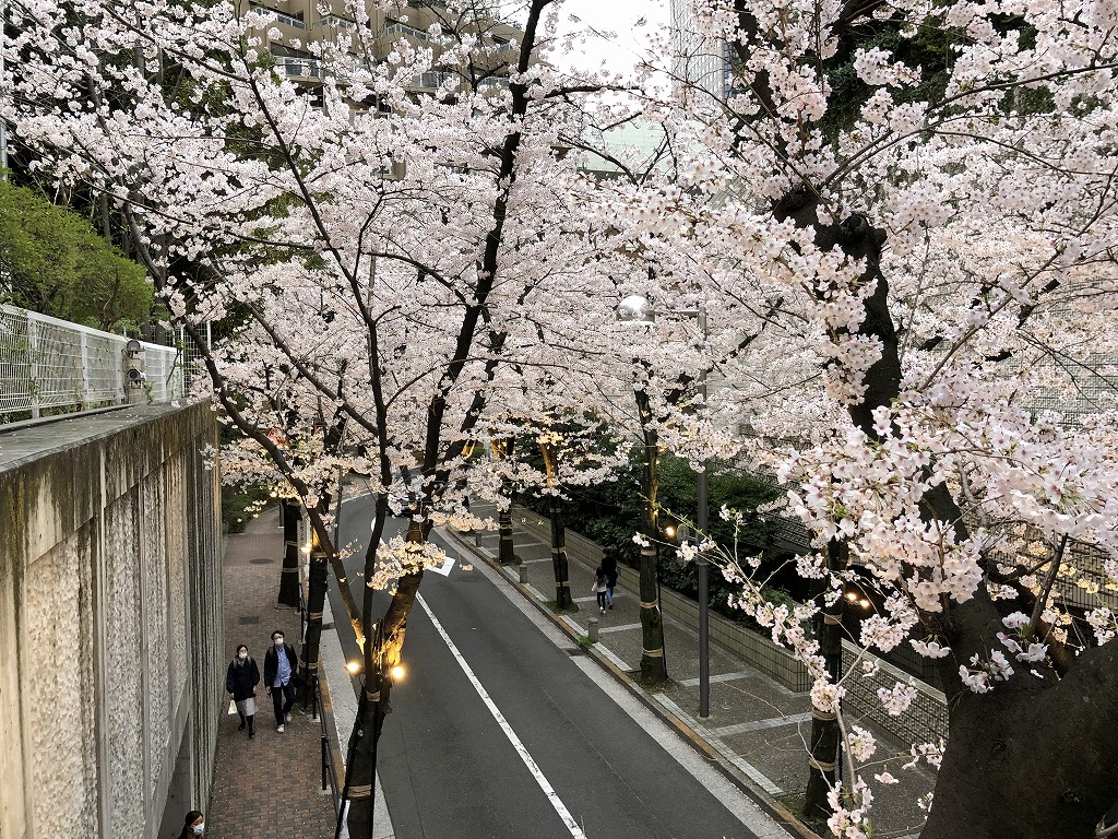 ANAインターコンチネンタルホテル東京裏の桜並木