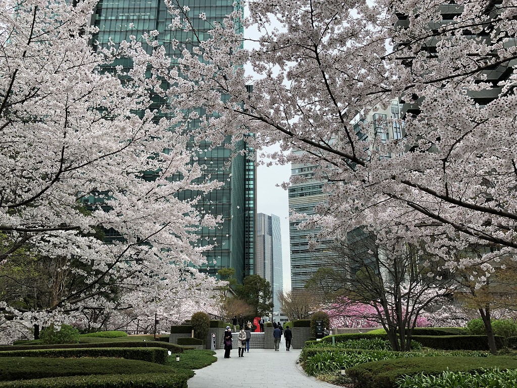 泉ガーデンの桜