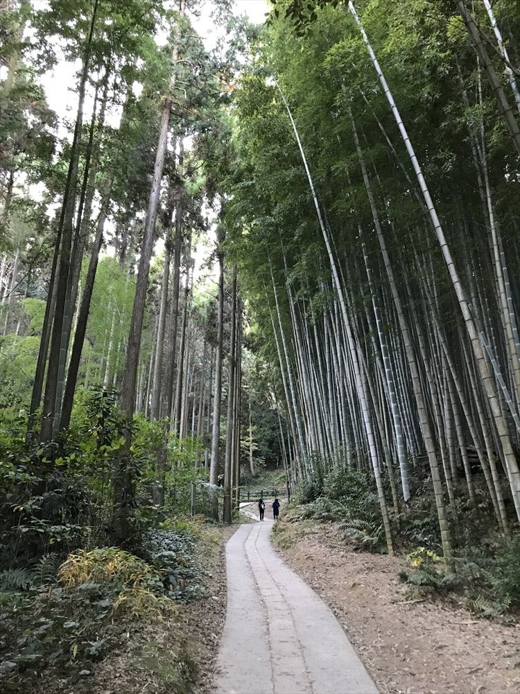 武雄神社の大楠への道2