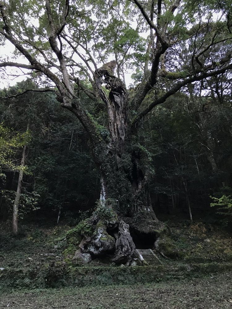 武雄神社の大楠2