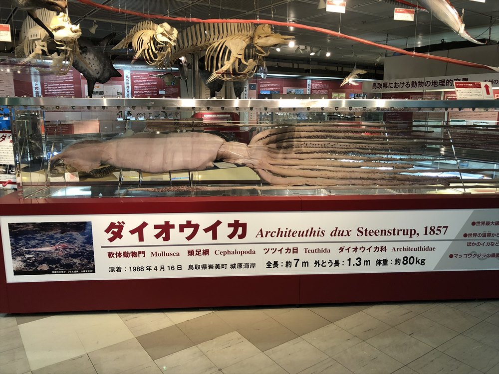鳥取県立博物館のダイオウイカの液浸標本1