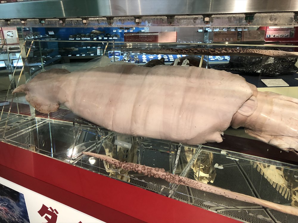 鳥取県立博物館のダイオウイカの液浸標本2