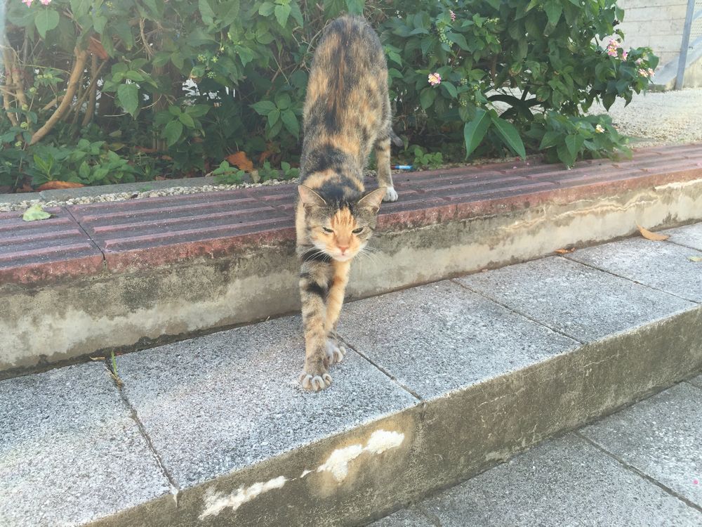 対馬丸記念館の猫1