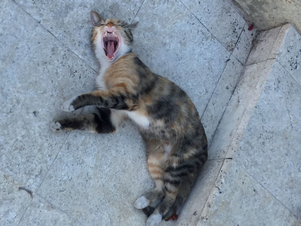 対馬丸記念館の猫3