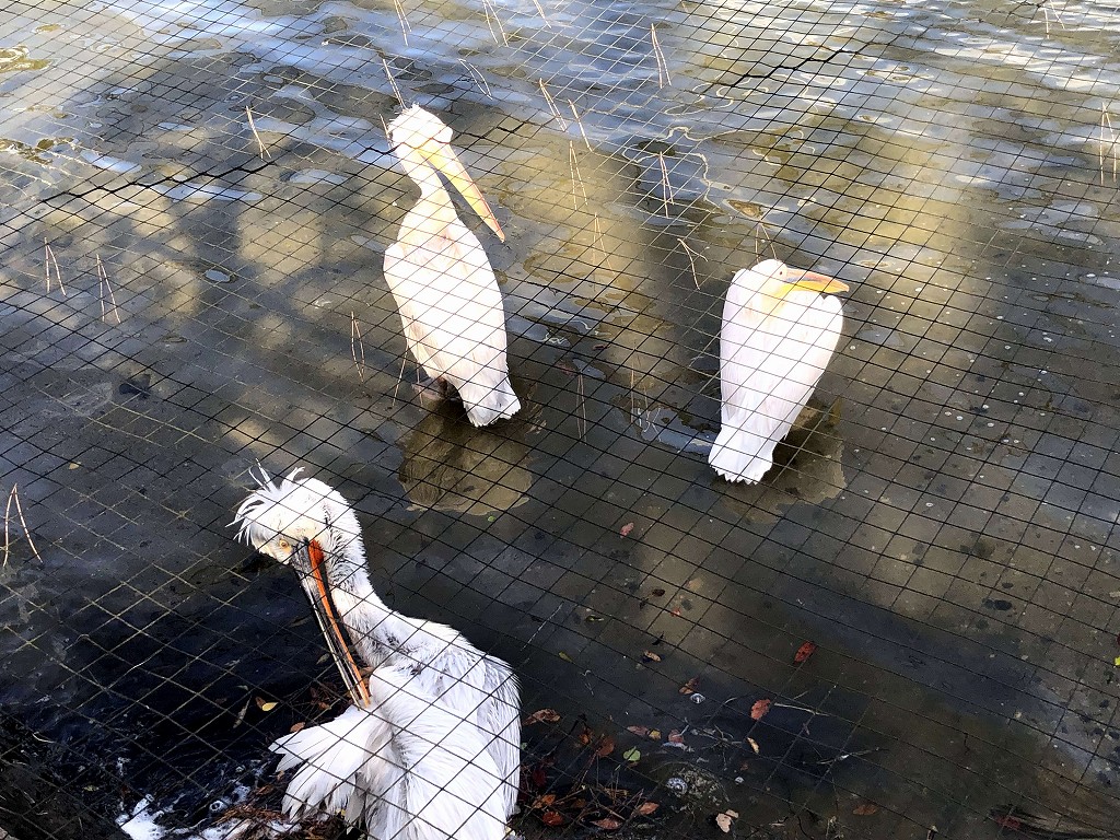 ときわ公園のペリカン島2