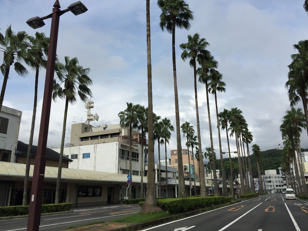宇和島駅前のヤシの木