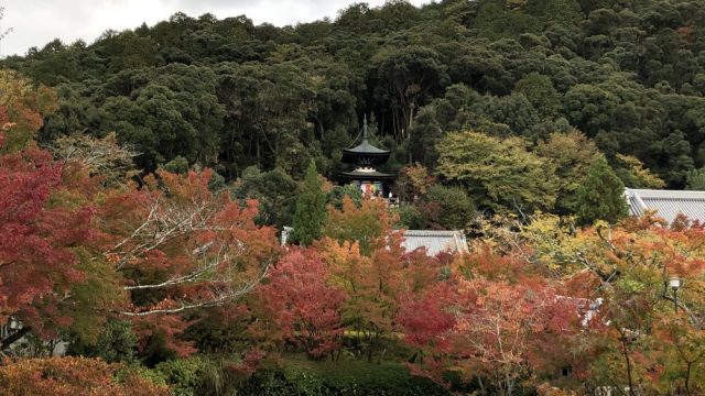 永観堂の放生池から多宝塔