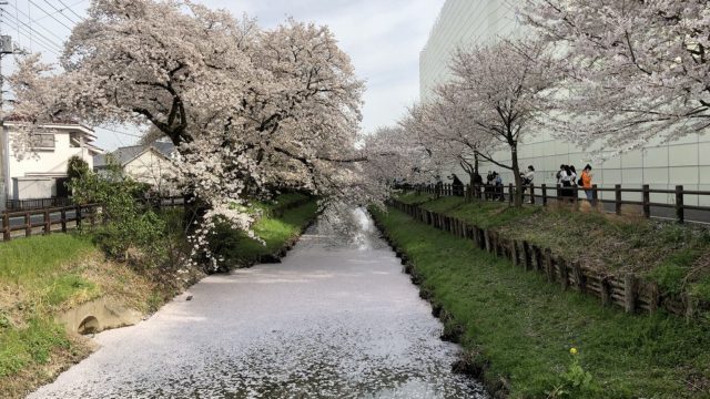 川越の新河岸川の桜