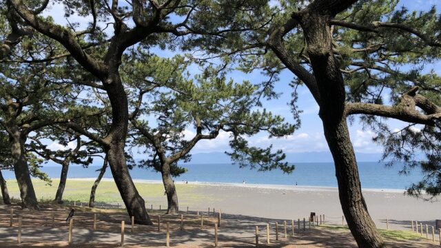 三保の松原から垣間見える青い海